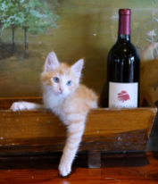 A kitten and a bottle of wine